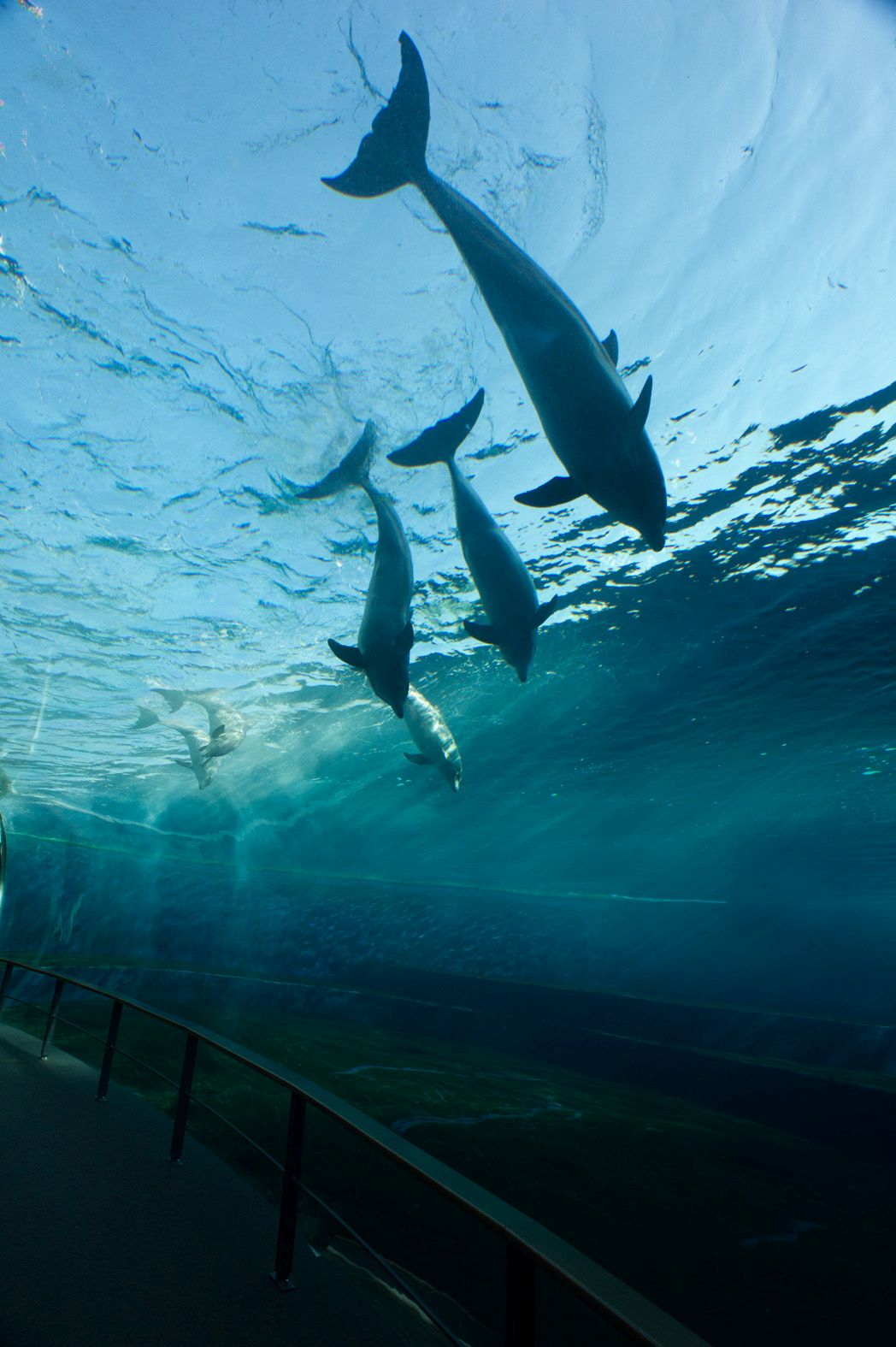acquario delfini