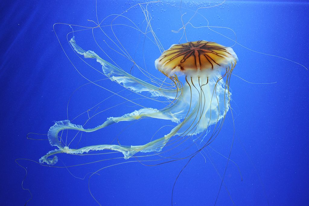 acquario medusa