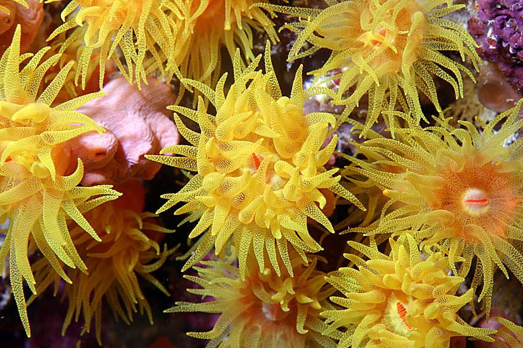 acquario anemoni