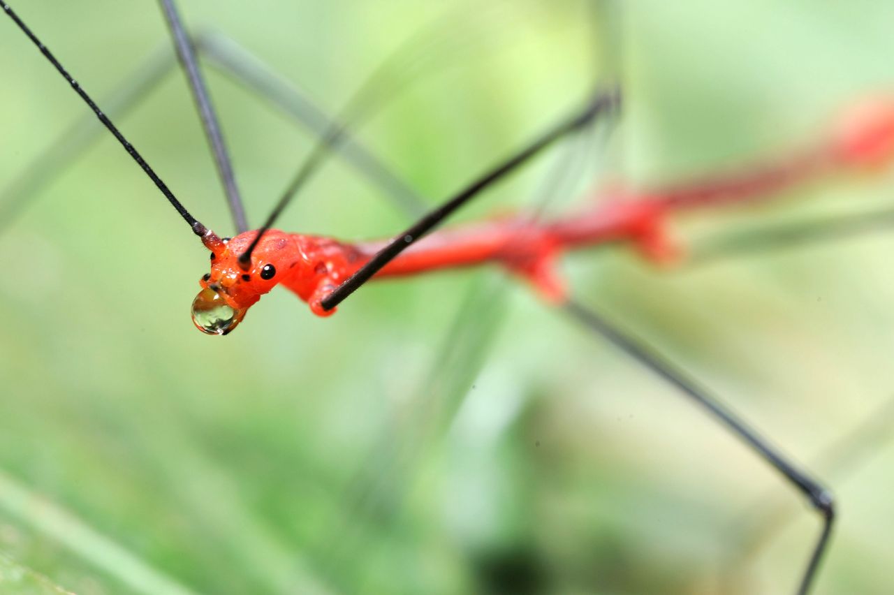 biosfera stecco