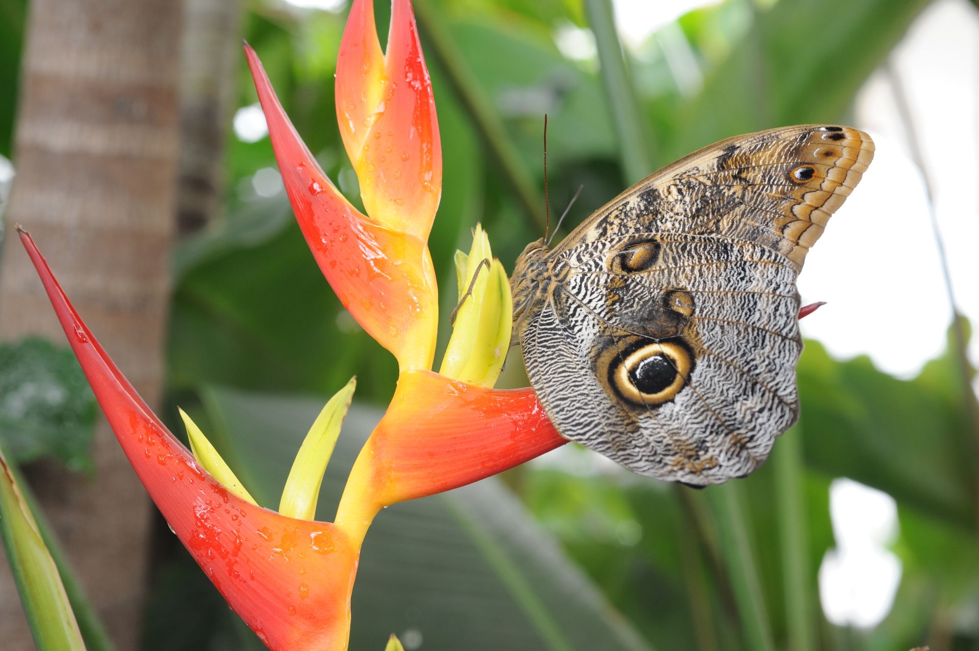 biosfera farfalla