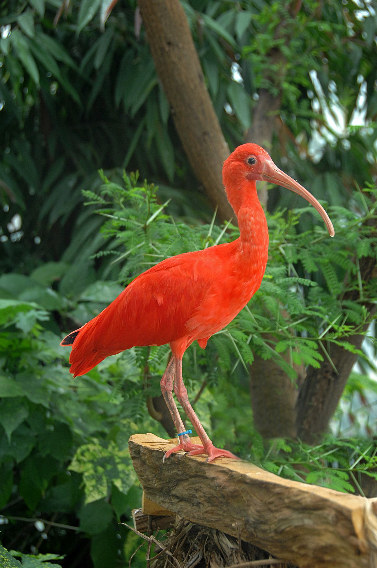 biosfera ibis