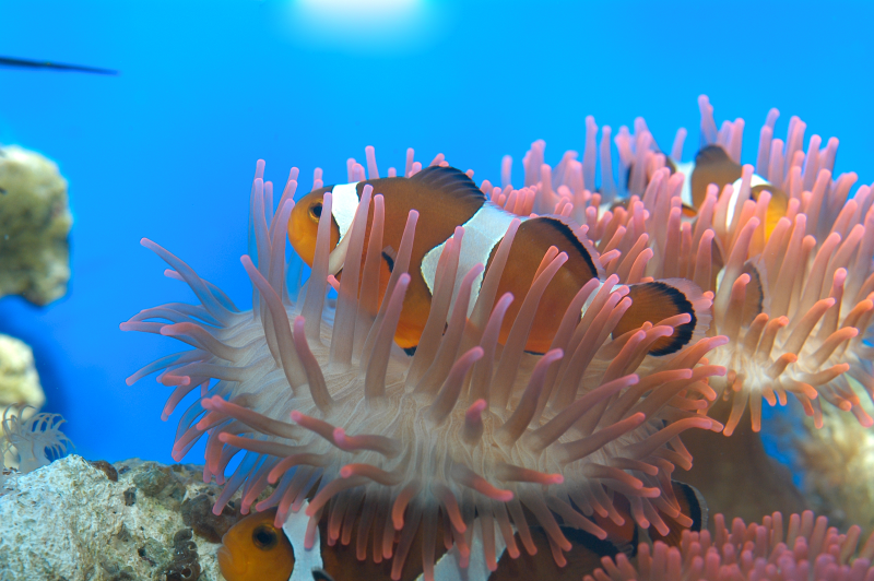 Acquario di Genova Open Flexi