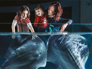 acquario di cattolica fam
