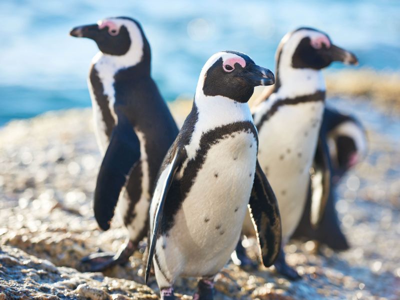 I pinguini dell'Acquario di Cattolica, uno dei Parchi divertimento della Riviera Adriatica.