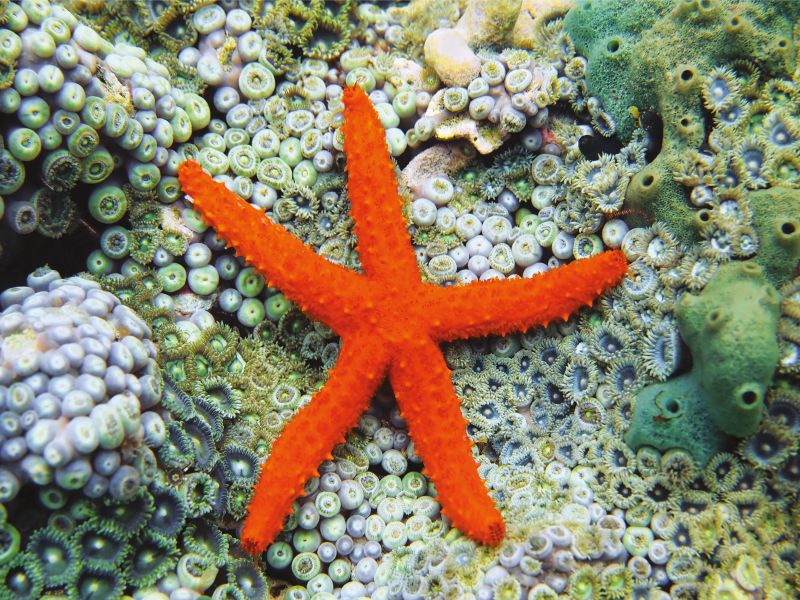 acquario di cattolica stella marina