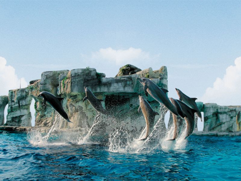laguna delfini2