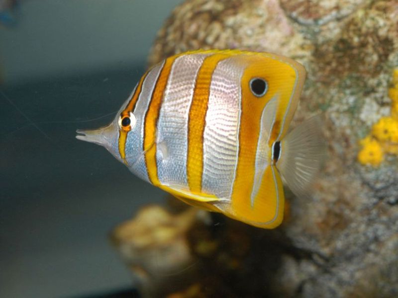 pesce farfalla acquariodigenova