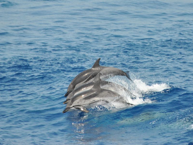 avvistamento delfini