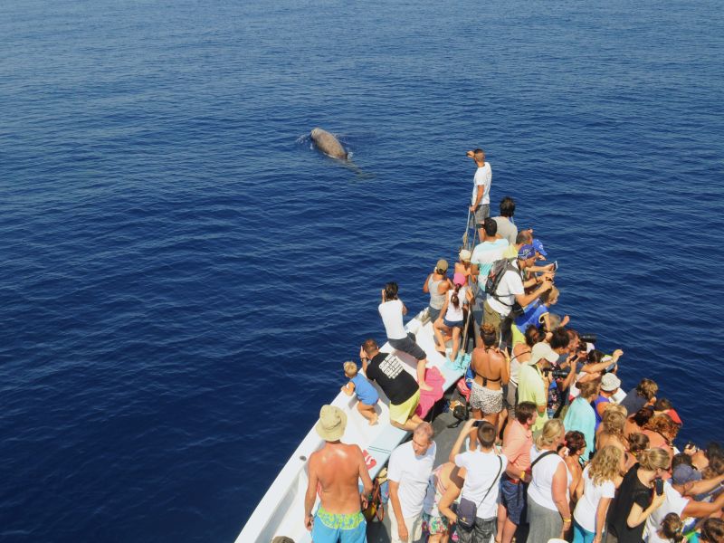 Genova avvistamento cetacei