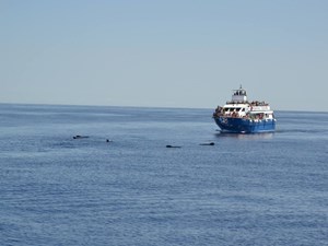 whalewhatch1 2 andora