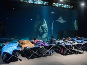 Notte con gli squali all'Acquario di Genova