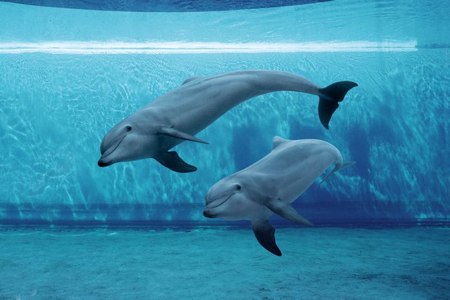 adg animali star delfini ph merlofotografia 000004 1