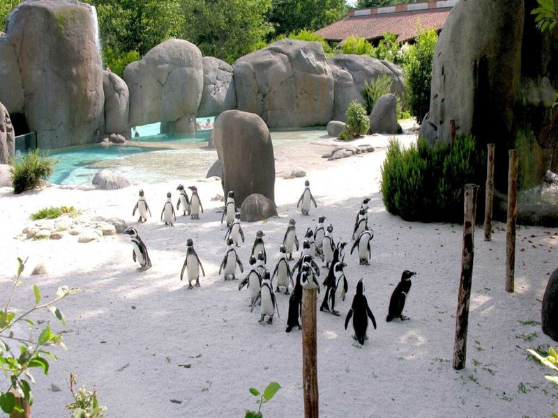 zoom baia dei pinguin