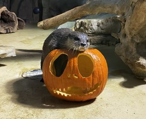  data pagine img halloween 2024 lontrazucca hljf7k jpg cr 590 480