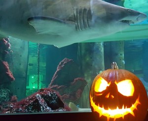  data pagine img halloween 2024 zucca2 a5dnl5 jpg cr 590 480